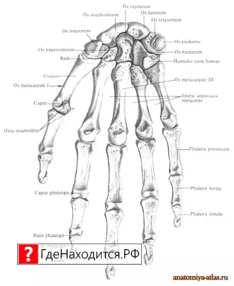 Где Находится Запястье У Человека Фото